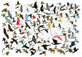 132 Birds Leaving AMNH (Response to Jason Polan)