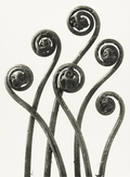 Adiantum pedatum