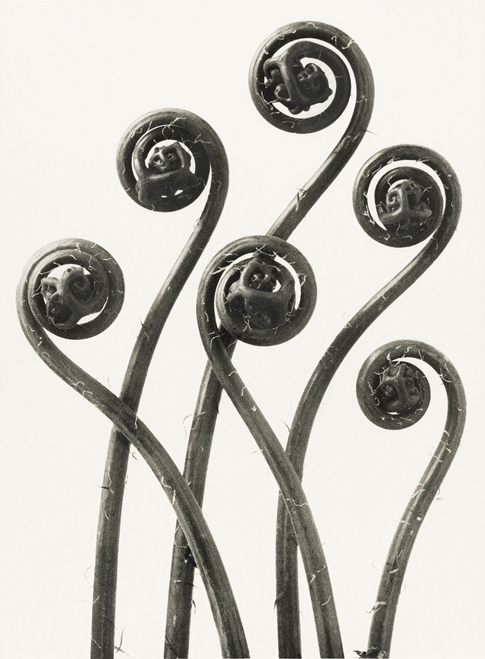 Adiantum pedatum