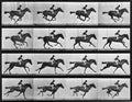 Animal Locomotion: Plate 626 (Galloping Horse)