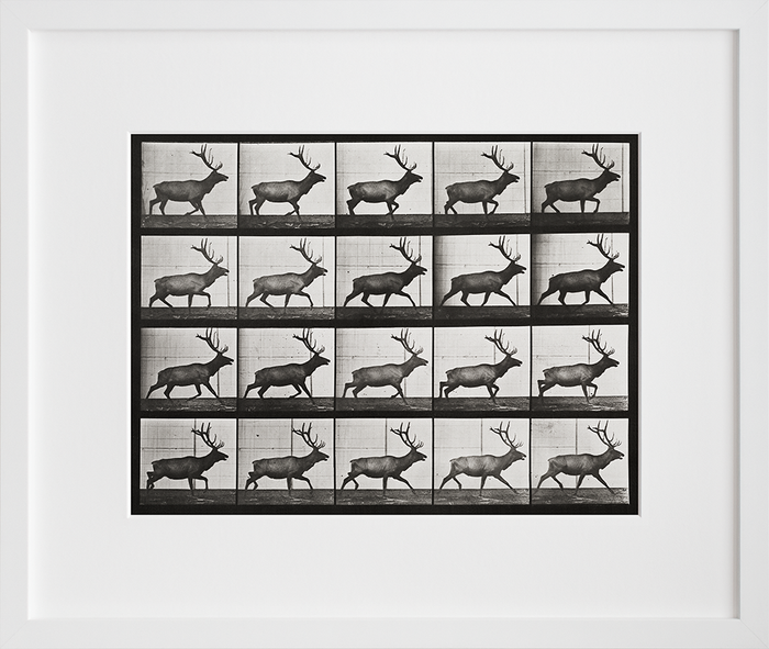 Animal Locomotion: Plate 692 (Elk; trotting)