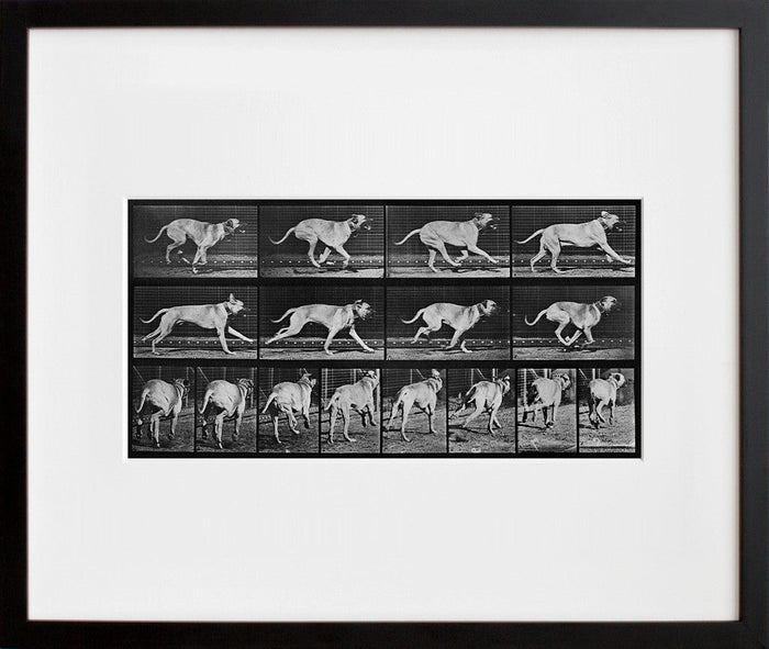 Animal Locomotion: Plate 707 (Dog)