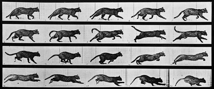 Animal Locomotion: Plate 717 (Cat)