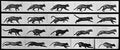 Animal Locomotion: Plate 717 (Cat)