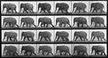 Animal Locomotion: Plate 733 (Elephant)