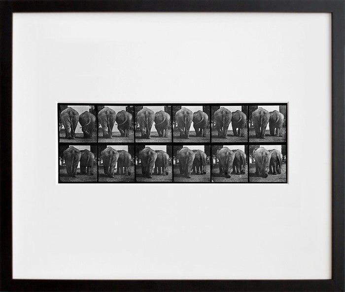 Animal Locomotion: Plate 735 (Elephant)