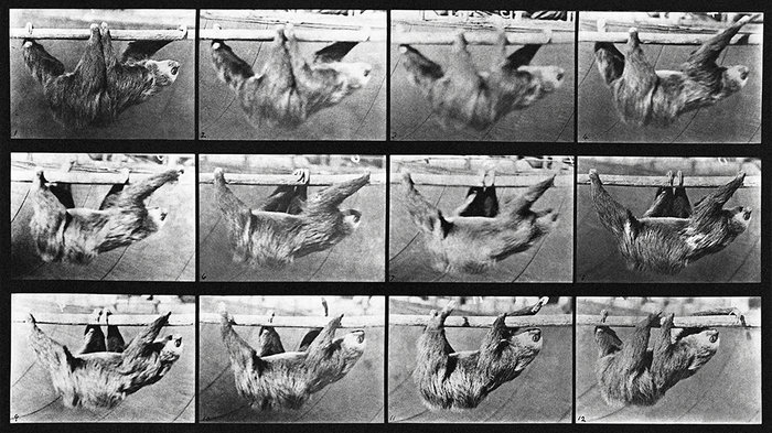 Animal Locomotion: Plate 750 (Sloth)