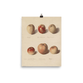 "Apple Study" Art Print - Lone Fox