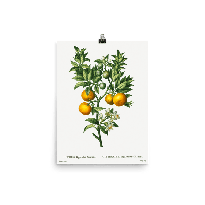 "Bitter sweet oranges on a branch " Art Print - Lone Fox