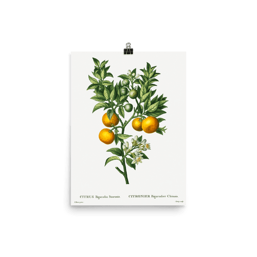 "Bitter sweet oranges on a branch " Art Print - Lone Fox