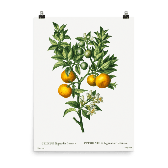 "Bitter sweet oranges on a branch " Art Print - Lone Fox