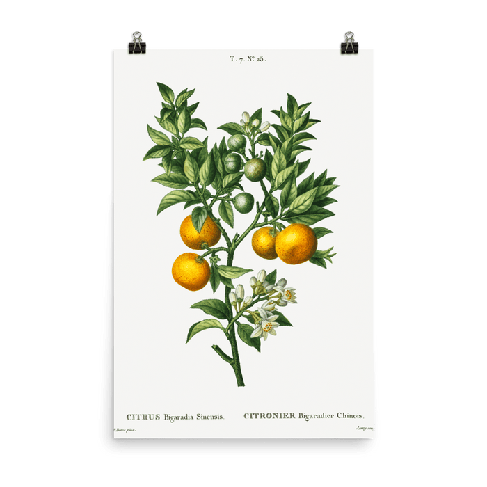 "Bitter sweet oranges on a branch " Art Print - Lone Fox