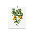"Bitter sweet oranges on a branch " Art Print - Lone Fox