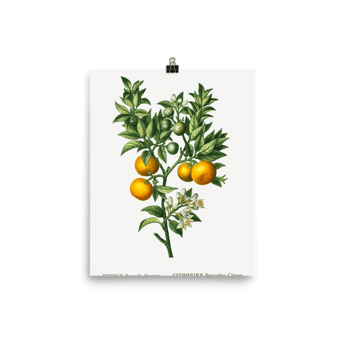 "Bitter sweet oranges on a branch " Art Print - Lone Fox