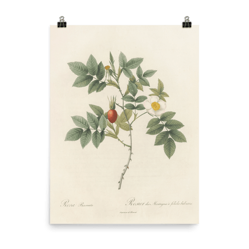 "Blooms in 1817" Art Print - Lone Fox