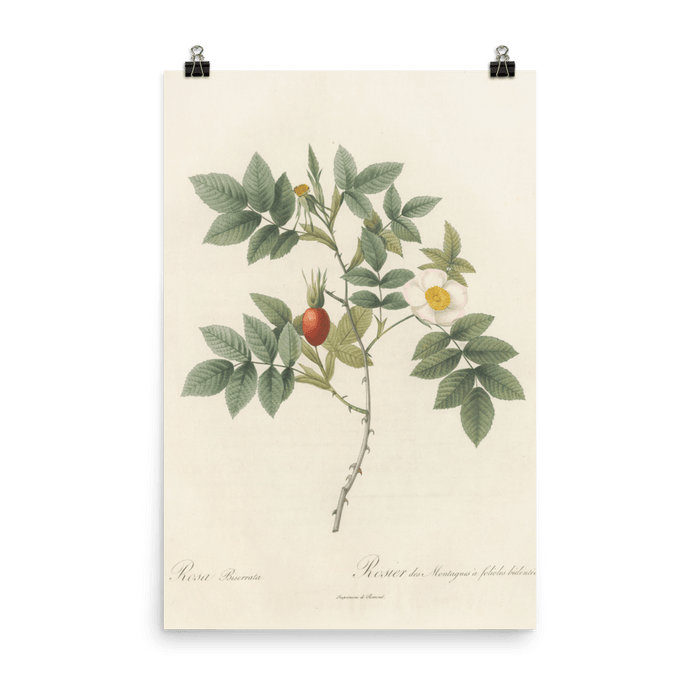 "Blooms in 1817" Art Print - Lone Fox