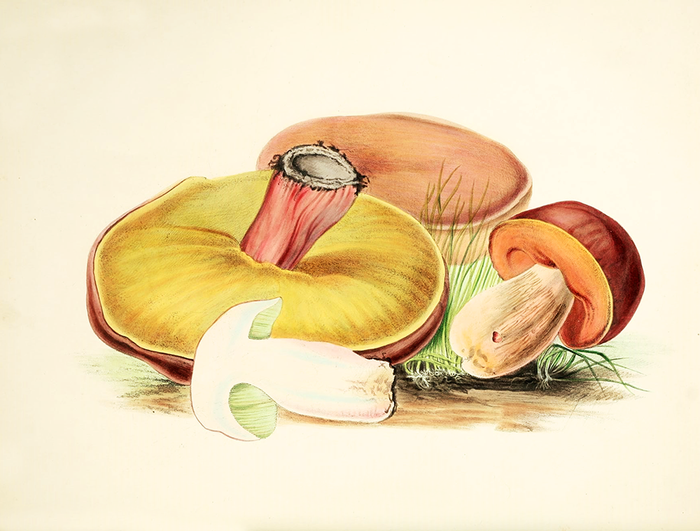 Boletus luridus