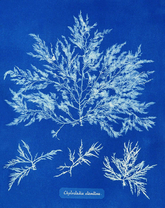 Chylocladia Clavellosa