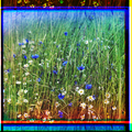 Cornflowers in a field of rye