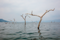 Dead Tree Lake