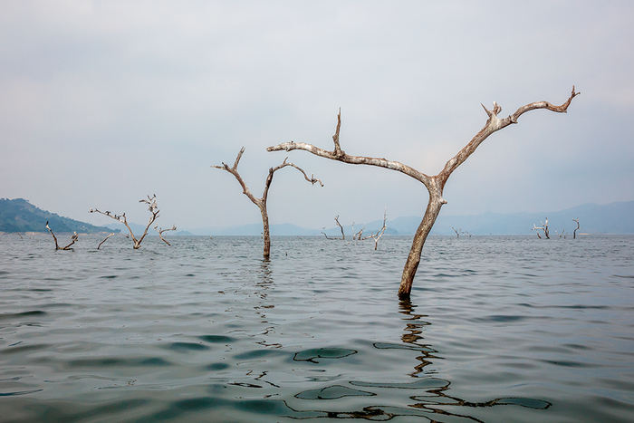 Dead Tree Lake