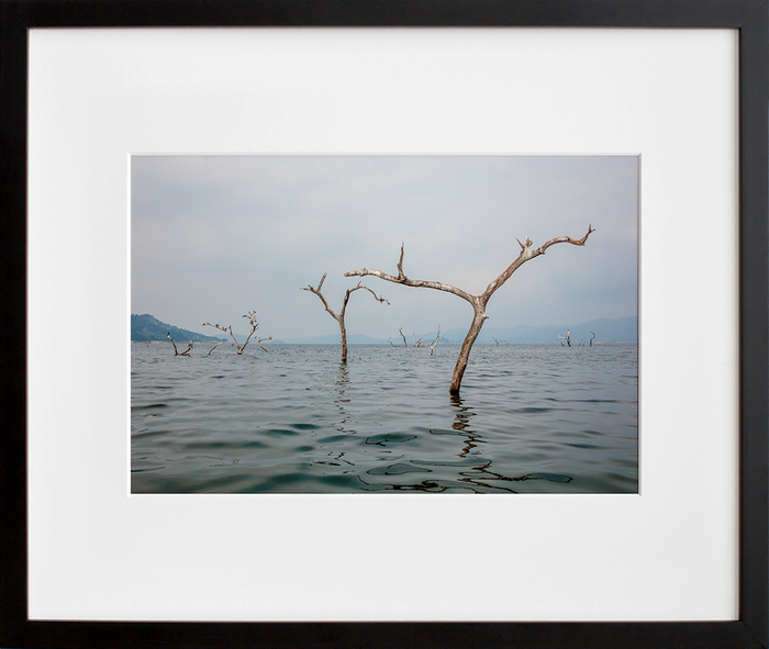 Dead Tree Lake