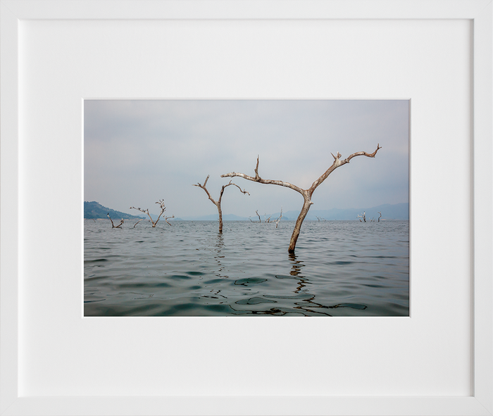 Dead Tree Lake