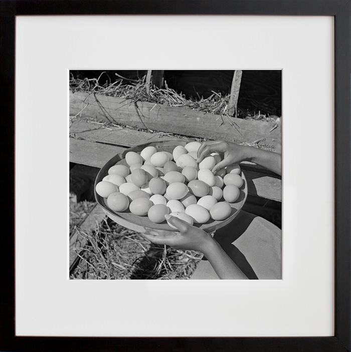 Eggs gathered by a student, Bethune-Cookman College