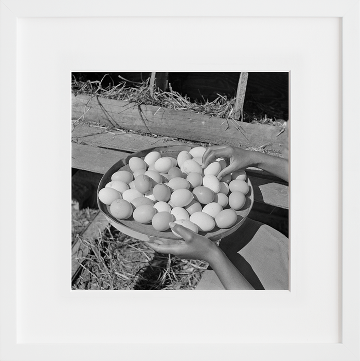 Eggs gathered by a student, Bethune-Cookman College
