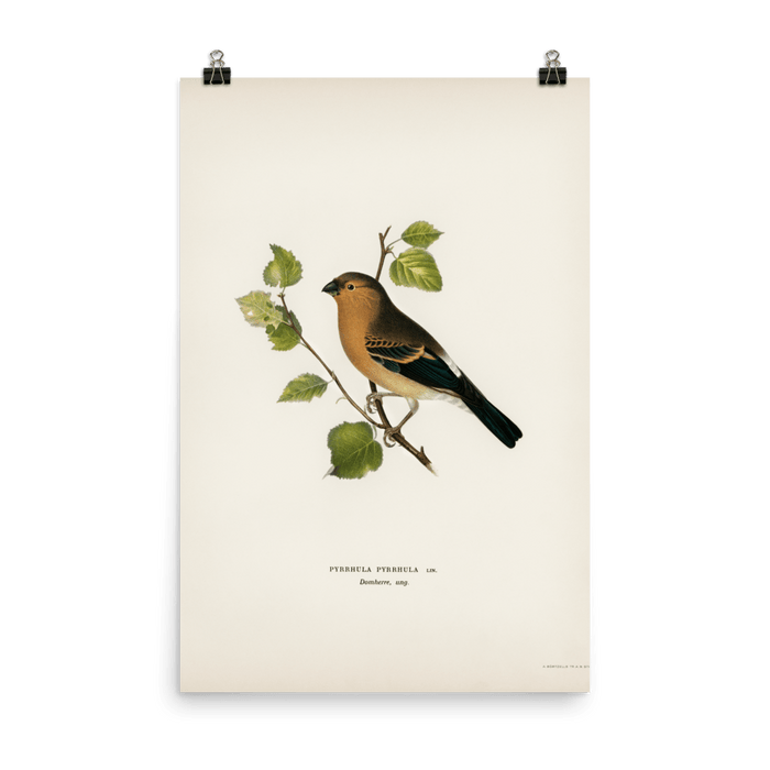 "Eurasian Bullfinch" Art Print - Lone Fox