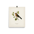 "Eurasian Bullfinch" Art Print - Lone Fox