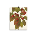 "Flowering Dogwood" Art Print - Lone Fox