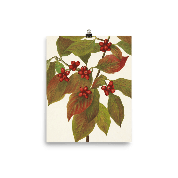 "Flowering Dogwood" Art Print - Lone Fox