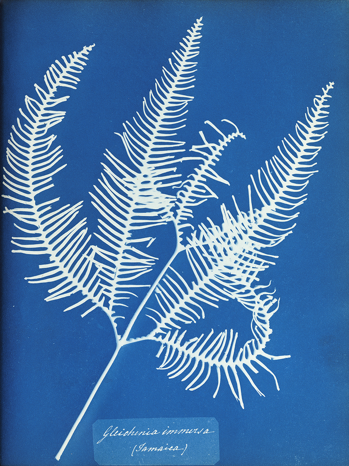 Gleichenia immersa, Jamaica