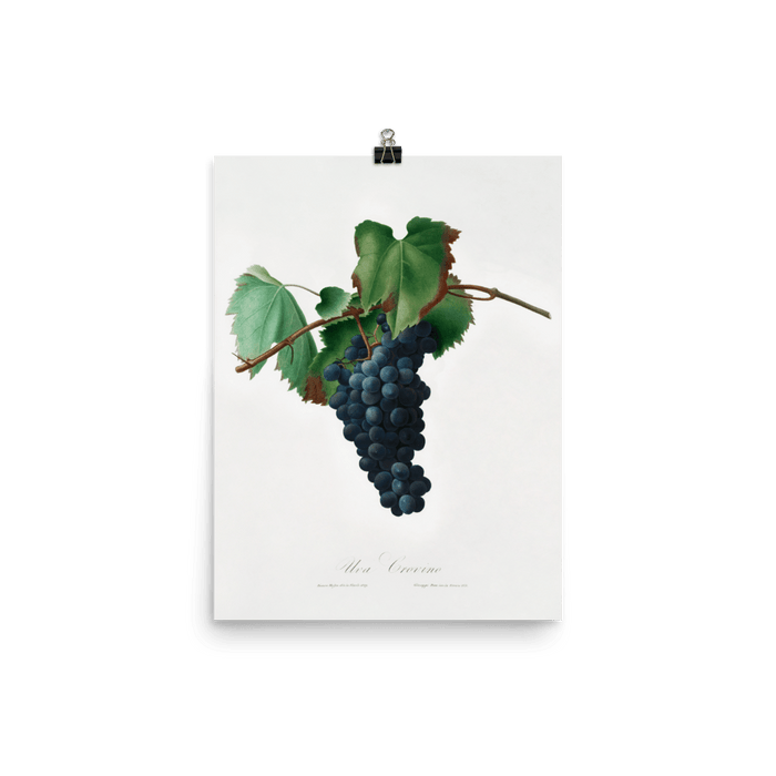 "Grape vine" Art Print - Lone Fox