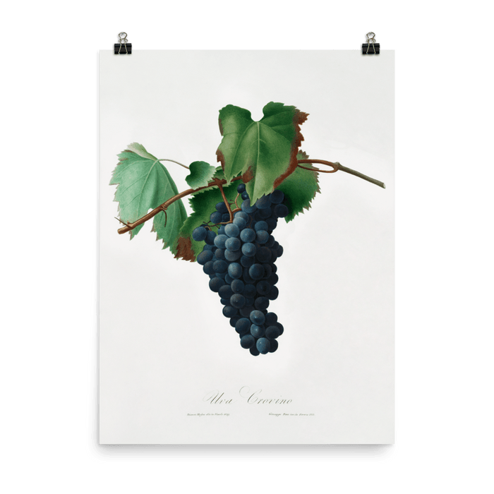 "Grape vine" Art Print - Lone Fox