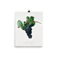 "Grape vine" Art Print - Lone Fox