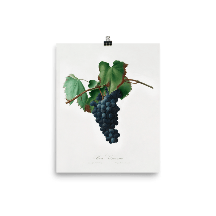 "Grape vine" Art Print - Lone Fox