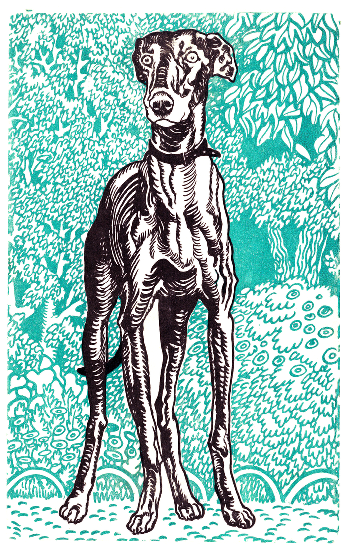 Greyhound