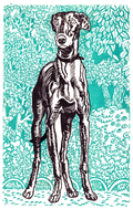 Greyhound