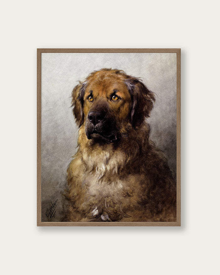 "Head of a Leonberger" Art Print - Lone Fox