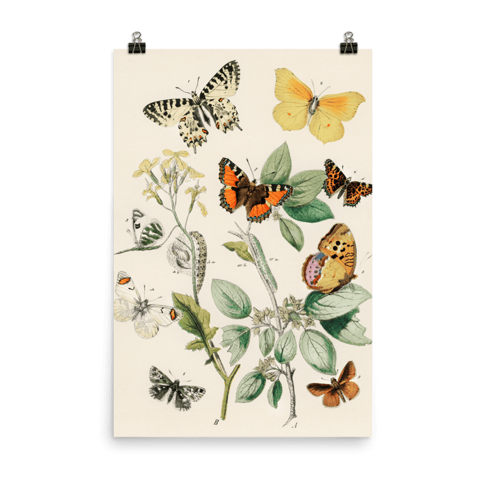 "Illustrations from the book of European Butterflies and Moths" Art Print - Lone Fox