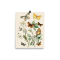 "Illustrations from the book of European Butterflies and Moths" Art Print - Lone Fox