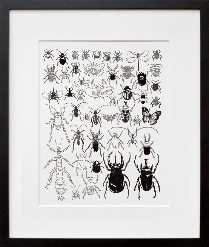 Insects and Myriapods at The American Museum of Natural History