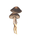 Lady-shroom