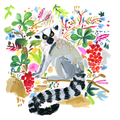 Lemur from Madagascar