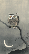Long-eared owl on bare tree branch