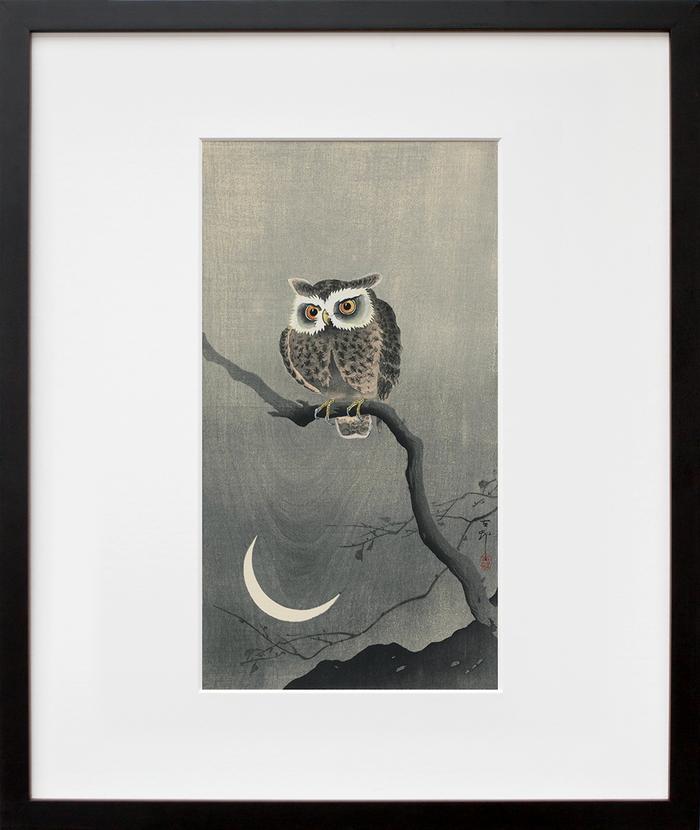Long-eared owl on bare tree branch