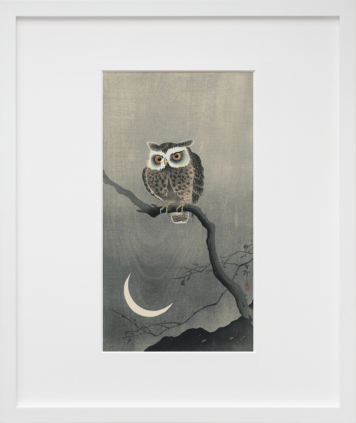 Long-eared owl on bare tree branch