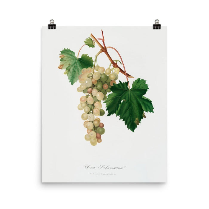 "Muscat grape" Art Print - Lone Fox